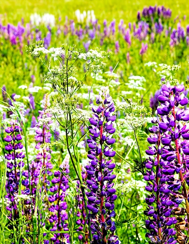 Lupins - A4 size Oil Painting Style Background