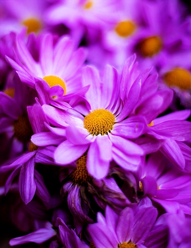 Purple Flowers - A4 size Oil Painting Style Background