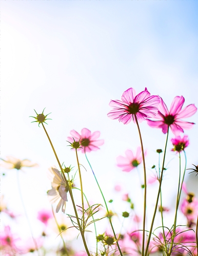 Wildflowers - A4 size Oil Painting Style Background