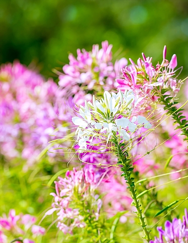 Pink & White Wildflowers - A4 size Oil Painting Style Background