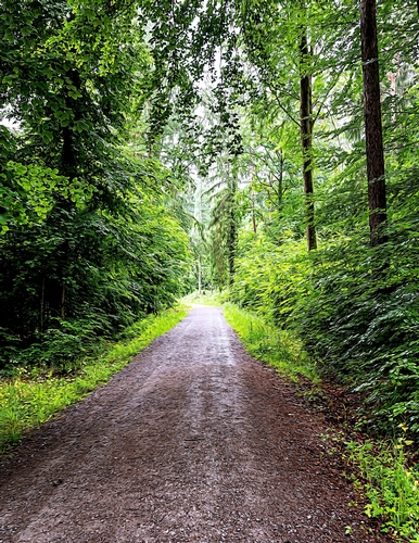 Trail in the Woods - A4 size Oil Painting Style Background