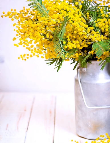 Yellow Flowers in a Milk Can - A4 size Oil Painting Style Background