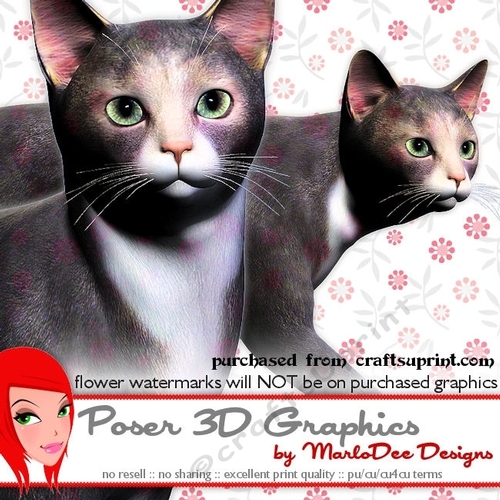 Grey & White Cat Poser Graphics