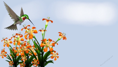Hummingbird with Orange Flowes on Sunny Day Themed Background d2
