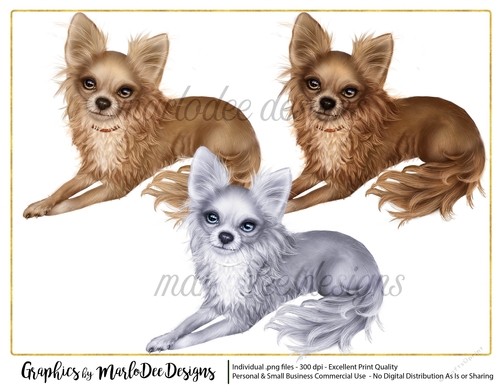 Chihuahua Dogs