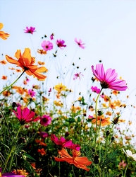 Wildflowers - A4 size Oil Painting Style Background