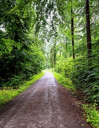 Trail in the Woods - A4 size Oil Painting Style Background