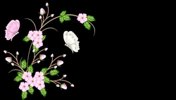 Pink Flowers with Butterflies on Black Background