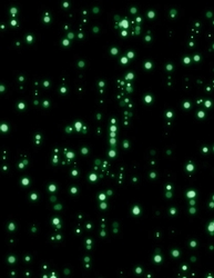 Bokeh Pattern Drops Green on Black A4 Size Digital Paper Background