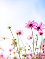 Wildflowers - A4 size Oil Painting Style Background
