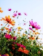 Wildflowers - A4 size Oil Painting Style Background
