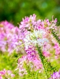 Pink & White Wildflowers - A4 size Oil Painting Style Background