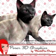 Blue Siamese Cat Poser Graphics