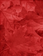Fall Season Red Color Leaves Pattern Background {BT}