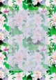 Light Pink Stargazer Lily Flowers with Vertical Sheer Topper - 5x7 Background