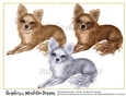 Chihuahua Dogs