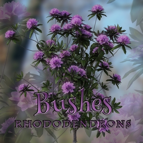 Flower bushes Rhododendrons