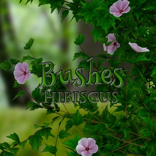 Hibiscus bushes, PNG files