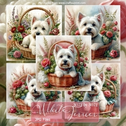 White Terrier backgrounds
