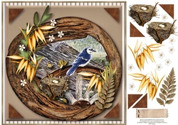 Blue Jay & Nest