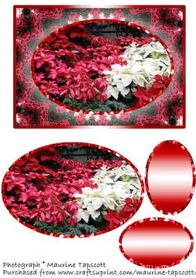 Beautiful Poinsettas 5x7