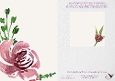 Soft Rose Bloom