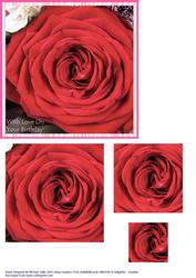 Birthday Rose