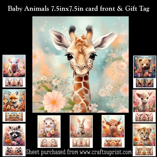 Baby Animals Kit With Gift Tag