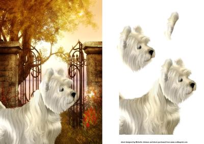 Look at the Butterfly Westie Card Front