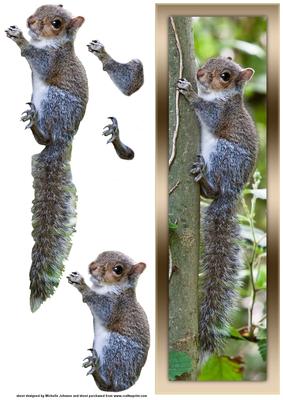 So Cute Baby Squirrel Large Dl Card