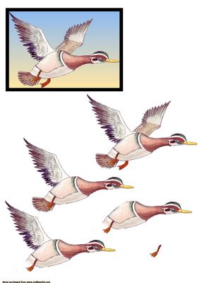 Flying Birds Step by Step