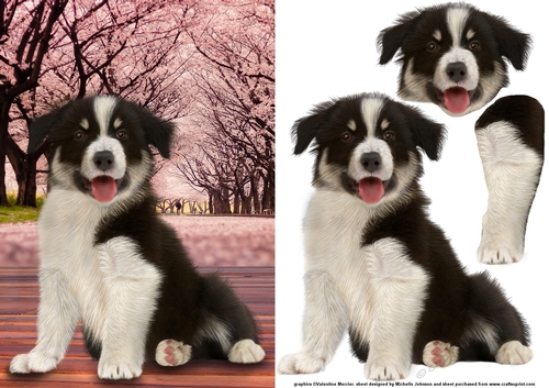 Border Collie Card Front