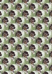 Lady in a Brown Hat Background