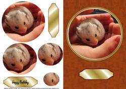 Hamster Card Front with Circle Pyramage