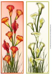 2 Calla Liles Large Dl Cards