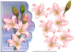Pink Lilies Scallope Edge Curve Card