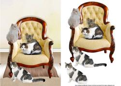 The Easy Life of Cats Card Front