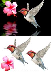 Hummingbird and Pink Flower Card Front