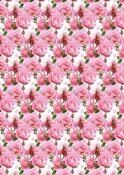 Beautiful Pink Roses Background