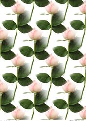 Pink Rose Background