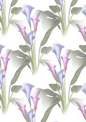 Calla Lily 1 Vellum