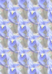 Blue Iris Vellum