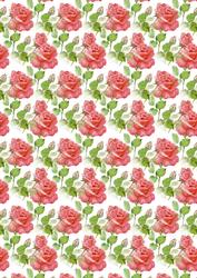 Pink Roses on White Background