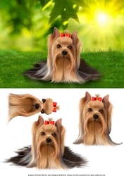Yorkshire Terrier Card Front