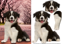 Border Collie Card Front