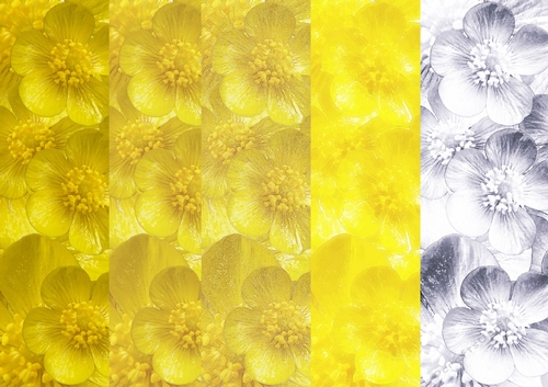 Buttercup, Scrapbooking 8x8 & A4 