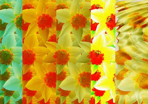 Daffodil, Scrapbooking 8x8 & A4 