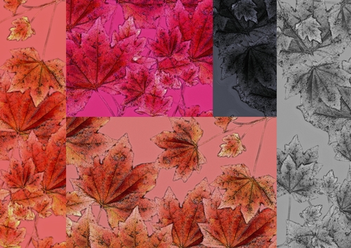 Sycamore Maple, Scrapbooking 8x8 & A4
