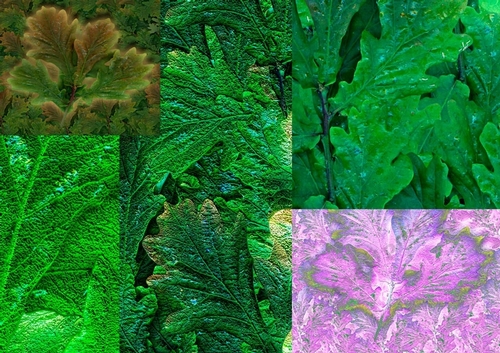 Oak Leaf, 8x8 & 12x12 Scrapbooking