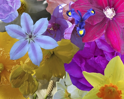 Flowers Set